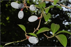 Beilschmiedia dalzellii